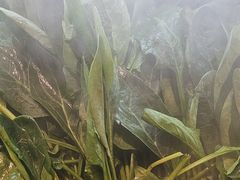 -牛YO寿喜烧和牛火锅自助(三台子万象汇店)