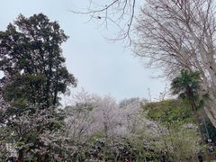 -武汉大学-樱园