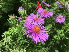 -紫海香堤香草艺术庄园