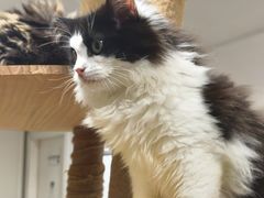 -楼上猫咖(罗湖店)