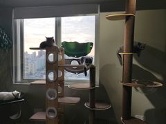 -东方名猫馆·英短金渐层布偶猫舍(环线广场1号楼店)