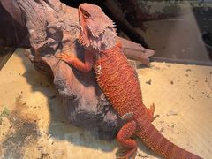 -酷以爬仙阁实体爬宠店·守宫·蜥蜴·专业繁育