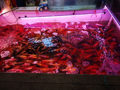 -山东柏宁水族批发广场