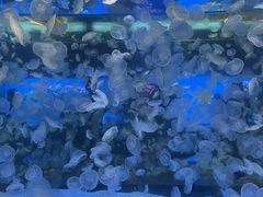 -海合安青岛极地海洋公园