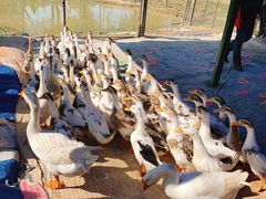 -武汉紫薇都市田园