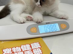 -伟伟宠物医院·CT影像中心·瑞派犬猫综合性门诊(汉口总院)