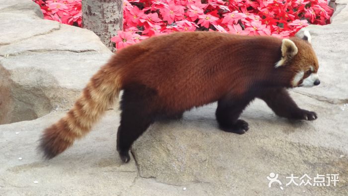 北京野生动物园图片