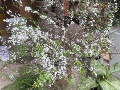 -谷咖啡·鲜花绿植花园餐厅