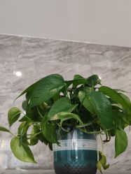 -瑶芳清颜草本祛痘