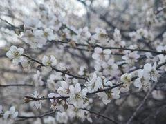 -广州市流溪河国家森林公园