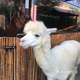 六一带娃👶必去胜地&萌宠乐园🐖