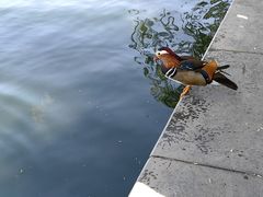 -什刹海
