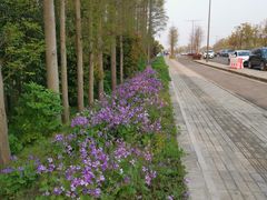 -上海长兴岛郊野公园