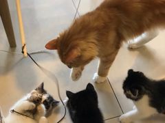 -平行世界·猫咖(首经贸店)