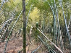 -南京老山国家森林公园