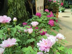 -花之城