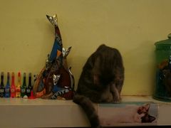 -猫色咖啡·猫咖