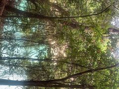 -广州市流溪河国家森林公园