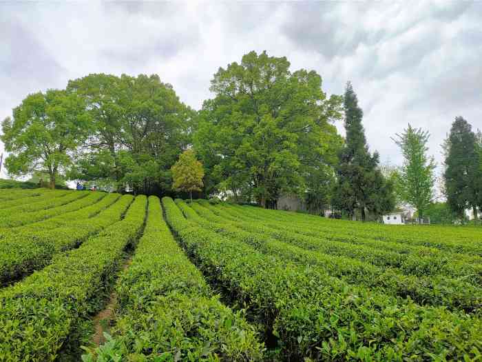 地点巴南白象山茶园白象山茶园定心茶园巴南区定心茶园图片