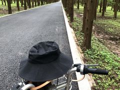 -东平国家森林公园
