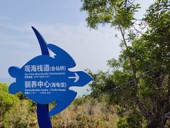 -广东惠东海龟国家级自然保护区