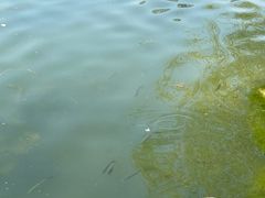 -大宁郁金香公园-停车场