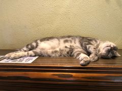 -more than meow吴止猫主题餐厅(承德 中船汇店)