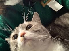 -猫儿山۰猫主题餐厅