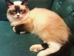 -猫色咖啡·猫咖