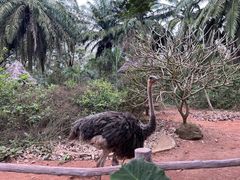 -海南热带野生动植物园