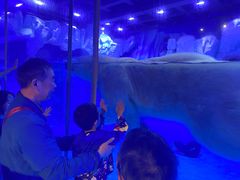 -上海海昌海洋公园-冰山北极馆