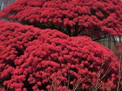 -木兰云雾山