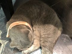 -猫色咖啡·猫咖