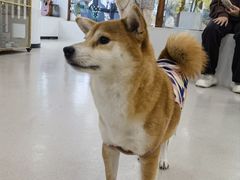 -共舞时光猫咖·狗咖(新街口店)
