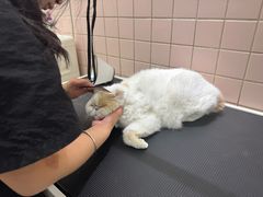 -FAELING PETS美天灵宠物(富力广场店)