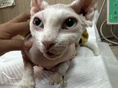 -北京观赏动物医院·24小时大型综合·猫专科·异宠专科