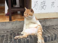 -观桥阁(锦溪店)