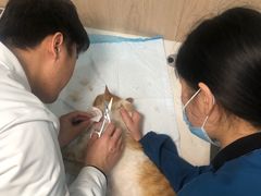 -恒幸动物医院·急重症转诊中心·神经内外科·CT核磁