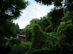 -紫马岭公园