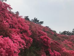 -木兰云雾山