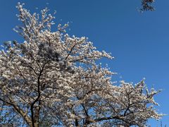 -北海道神宫