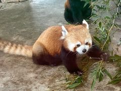 -石家庄市动物园