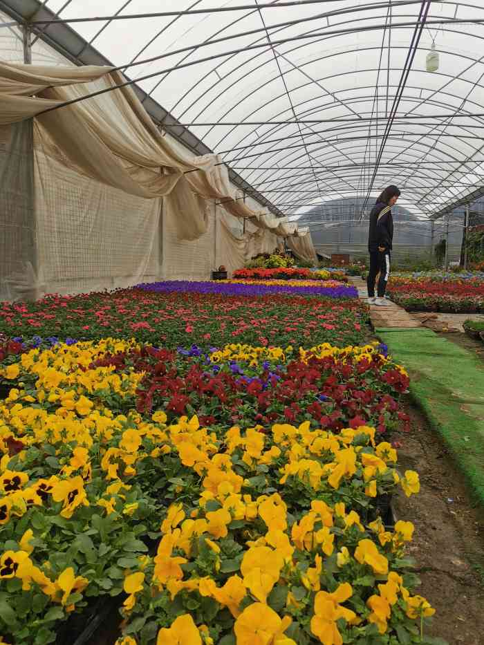 上海華新花卉苗木基地-