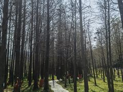 -森波拉奇妙世界