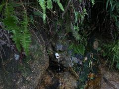 -马峦山郊野公园