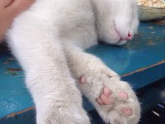 -Sirena海妖日咖夜酒