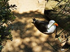 -费瑟代尔野生动物园