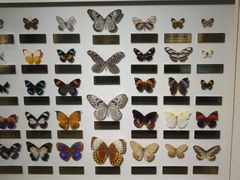 -上海昆虫博物馆