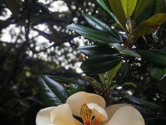 -大众跷脚牛肉馆·非遗传承单位(峨眉山店)