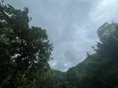 -西双版纳原始森林公园